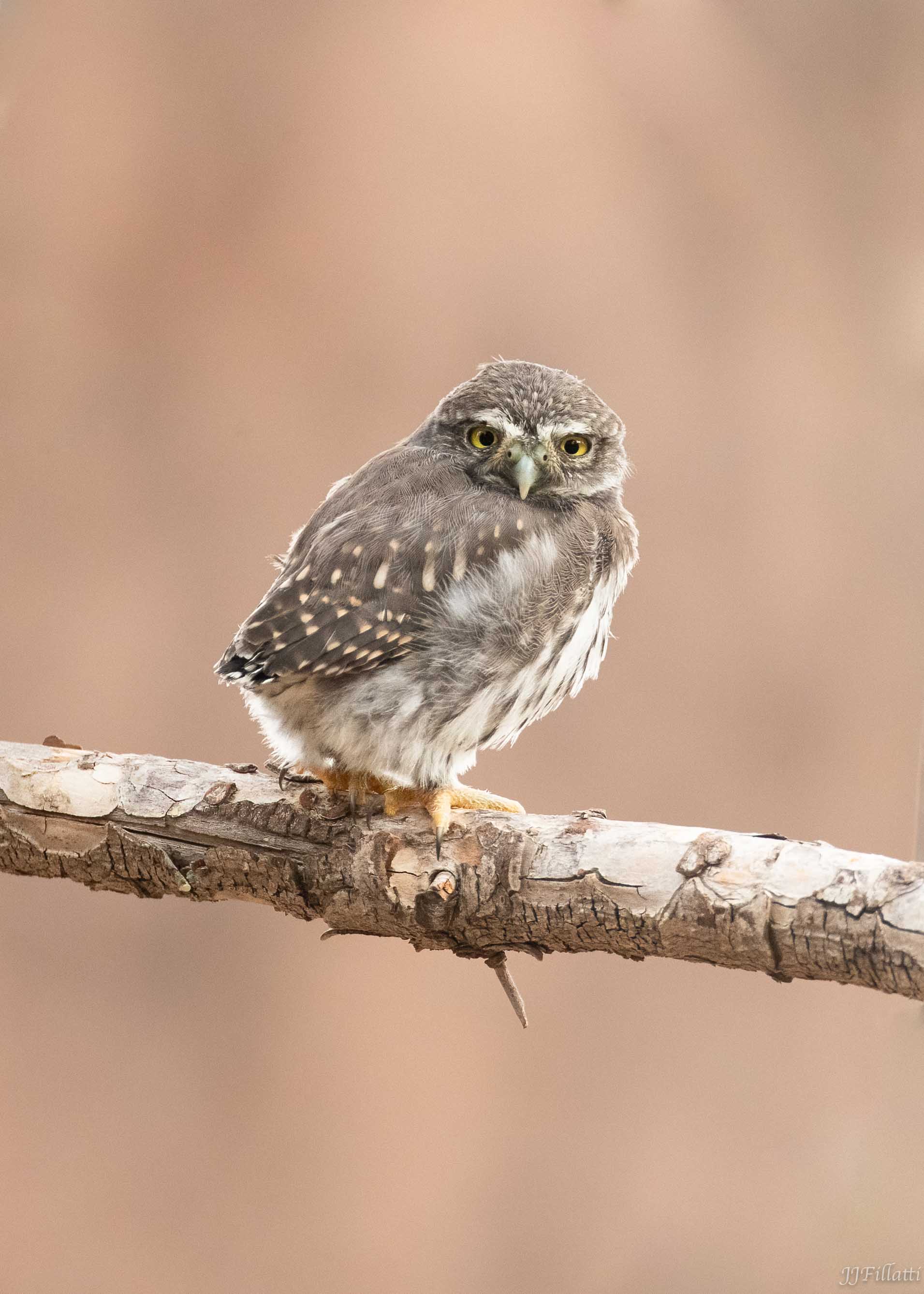 bird of arizona image 45